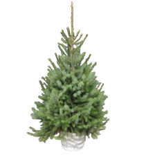 Kerstboom in zinken emmer